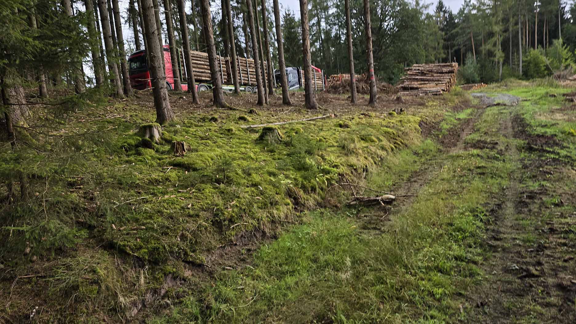 Zillbacher Forst – heute und morgen