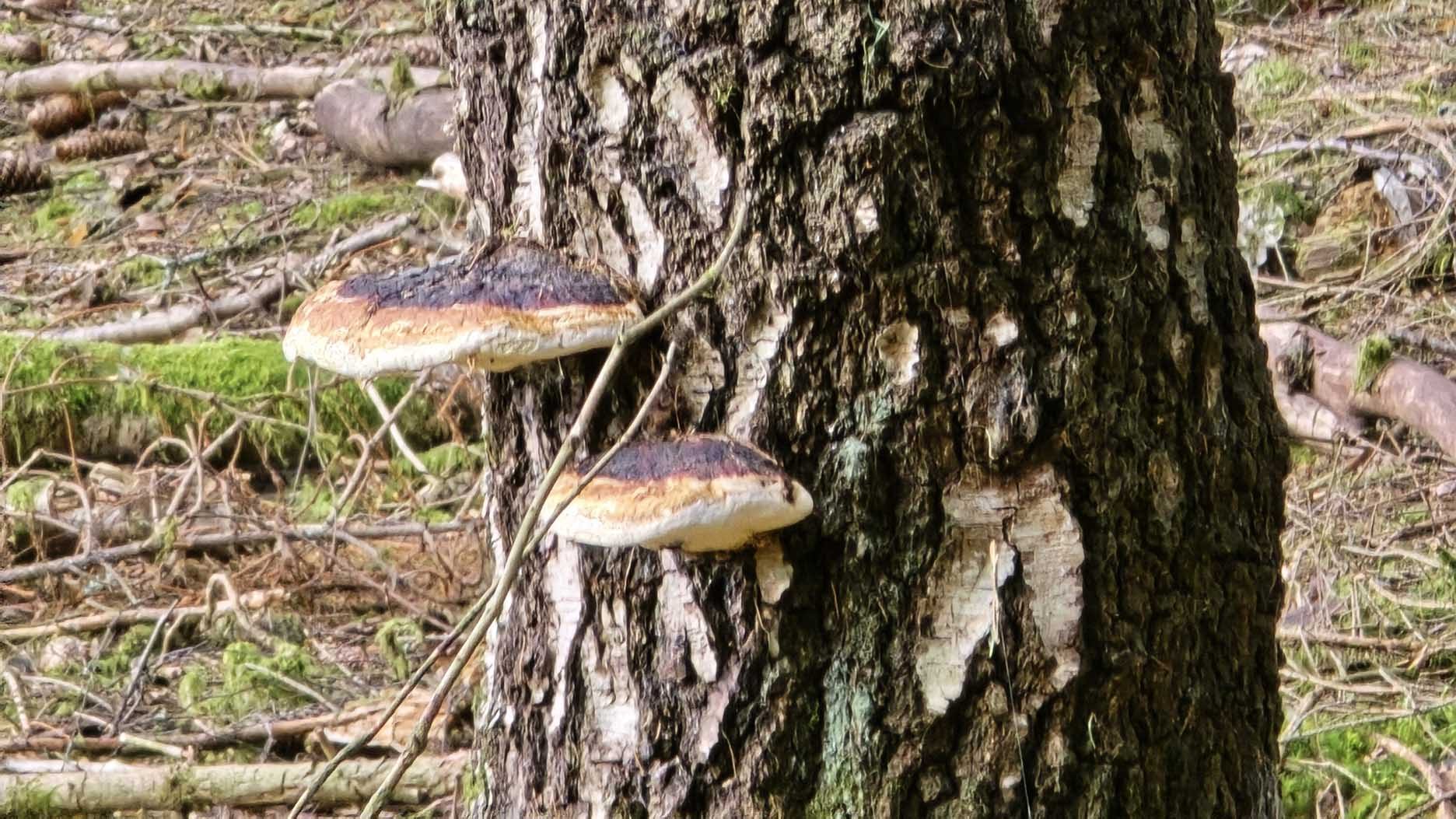 Blog 2024 08 30 Bild 04a 1872 1053