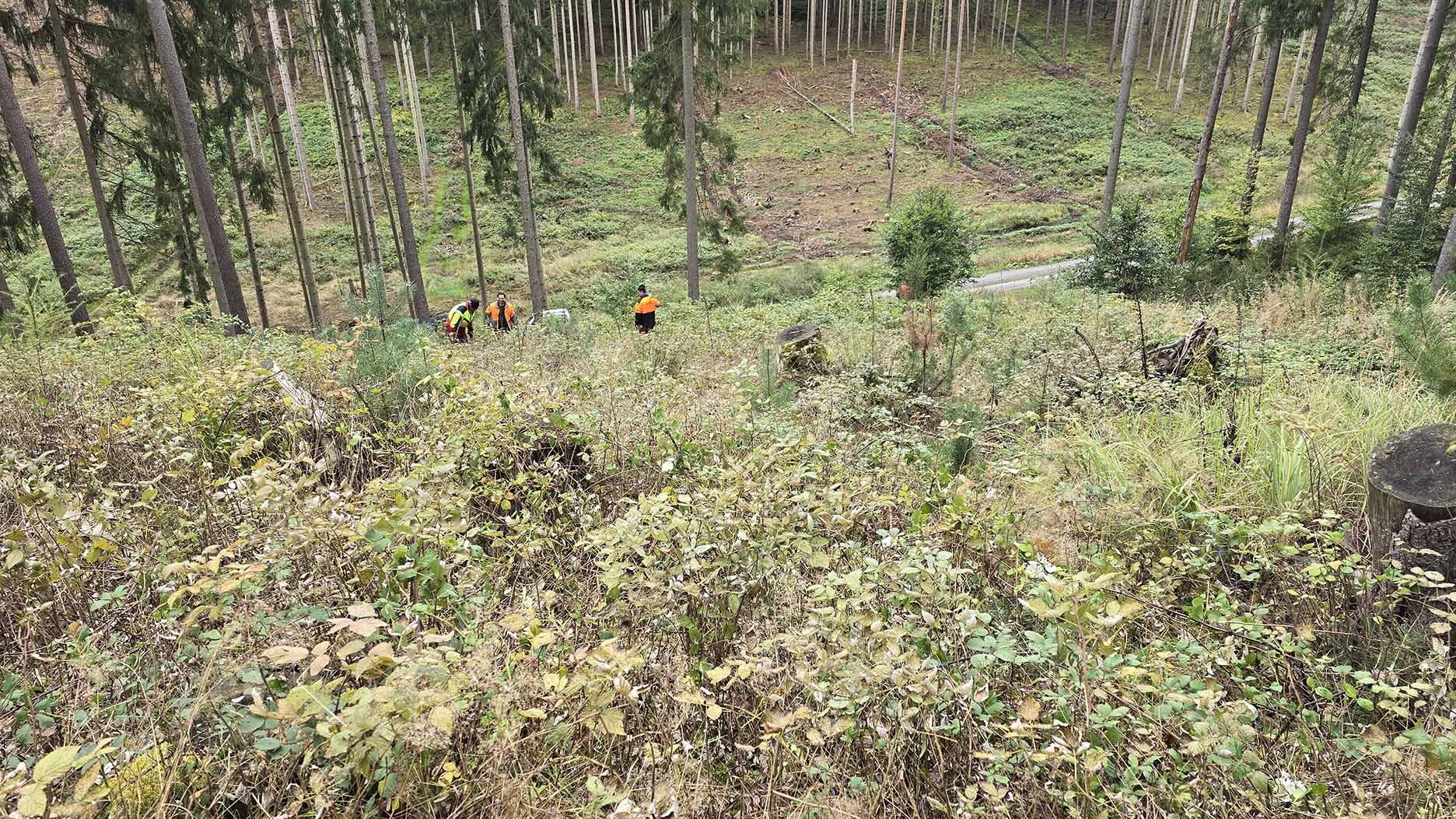 Nicht jeder dürre Baum im Winter ist ein Kalamitätsbaum.  Das Bild rechts zeigt Lärchen in einem Fichten-Kiefernbestand im Winterkleid. (Abt. 201, Hengstberg, Zillbach)